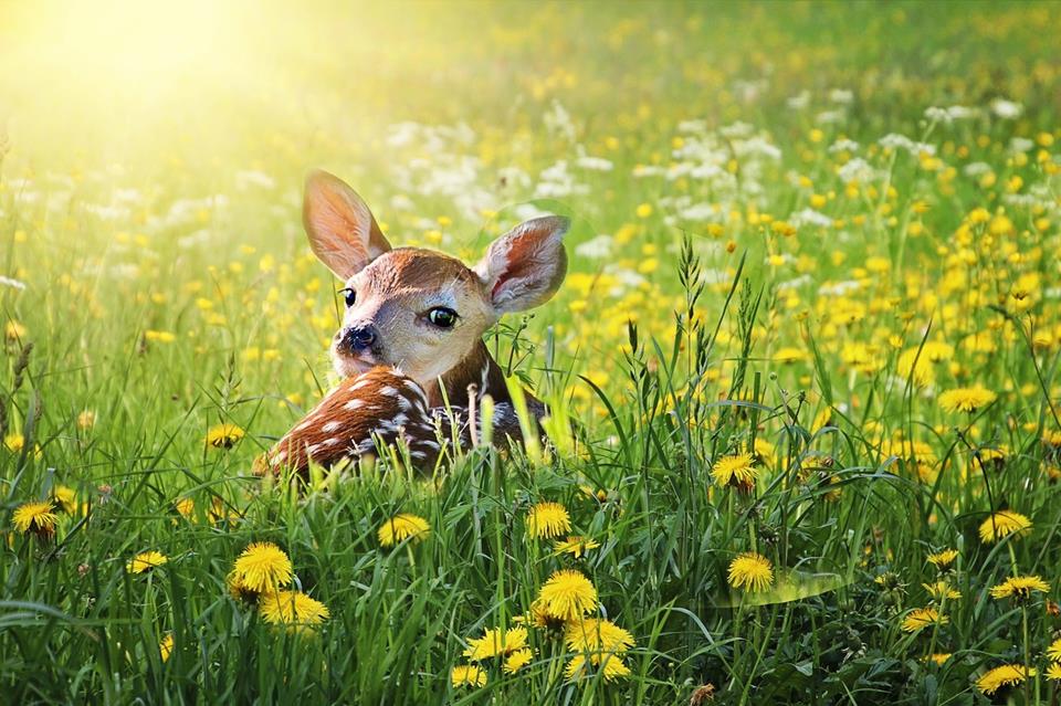 Fawn Deer Baby jigsaw puzzle