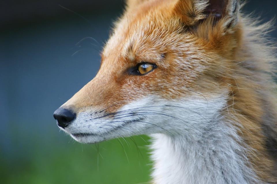 Fox Close Up jigsaw puzzle