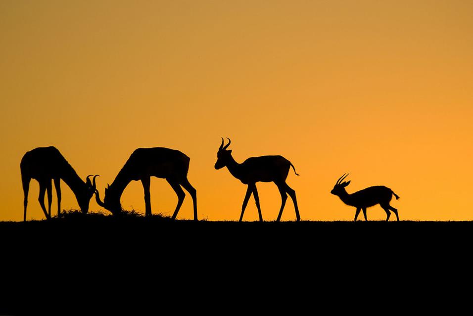 Gazelles Of Sunset jigsaw puzzle