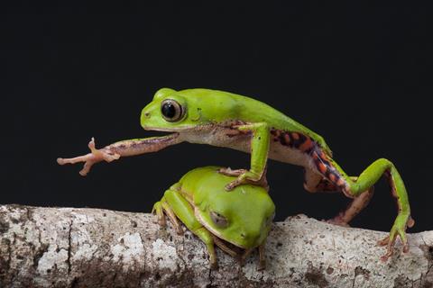Reaching Frog jigsaw puzzle