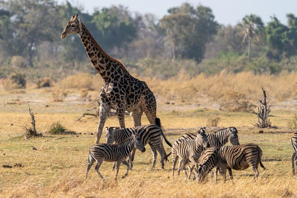 Giraffe And Zebras jigsaw puzzle