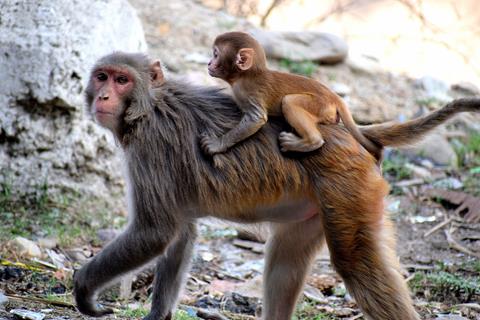 Baby Monkey on Top jigsaw puzzle