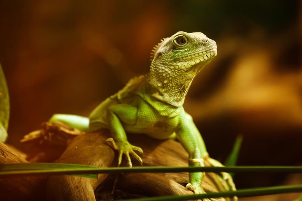 Green Iguana jigsaw puzzle