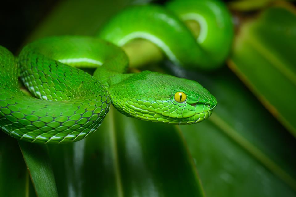 Gumprechts Green Pitviper jigsaw puzzle