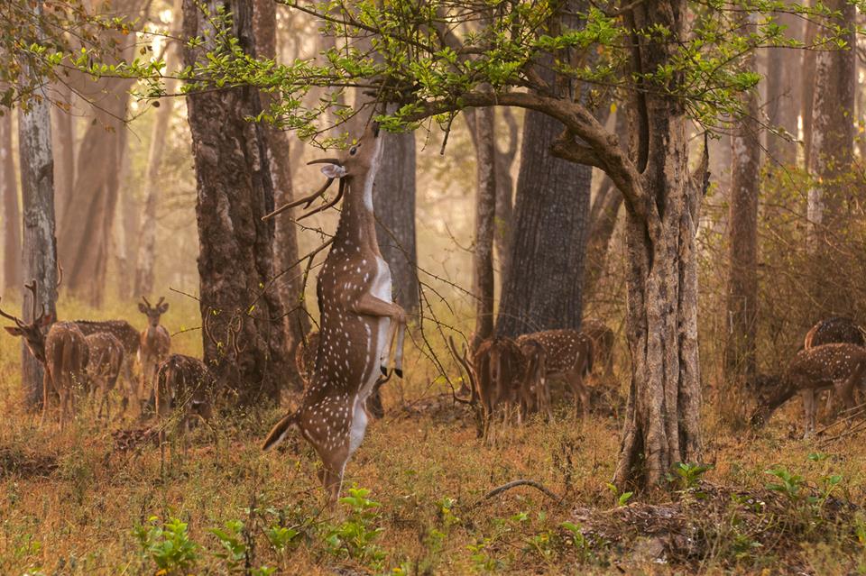 Deer Eating jigsaw puzzle