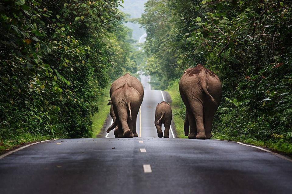 Three Elephants jigsaw puzzle