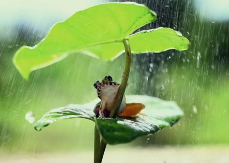 Small Frog jigsaw puzzle