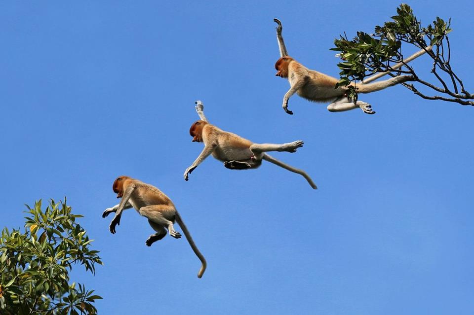 Jumping Monkey jigsaw puzzle
