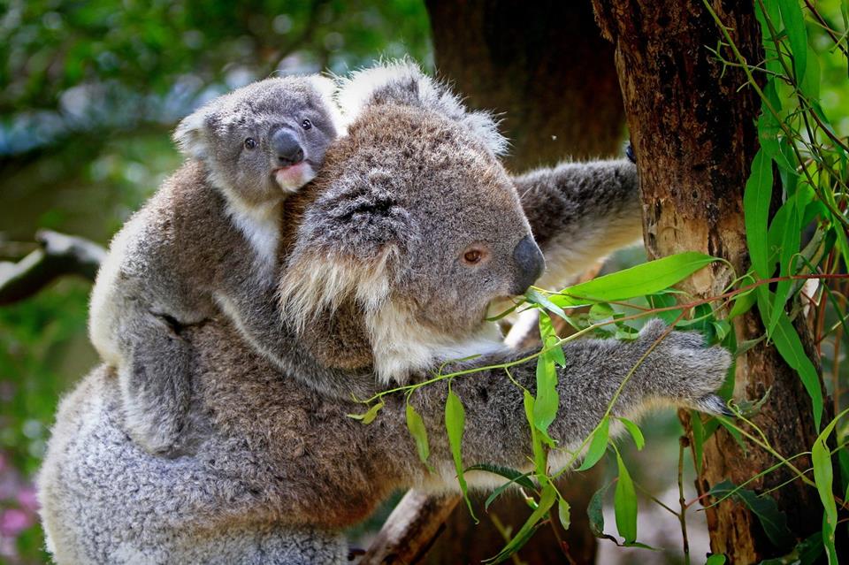 Koala Family jigsaw puzzle