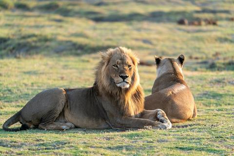 Lion Couple jigsaw puzzle