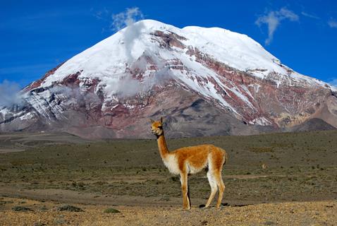 Llama Ecuador jigsaw puzzle