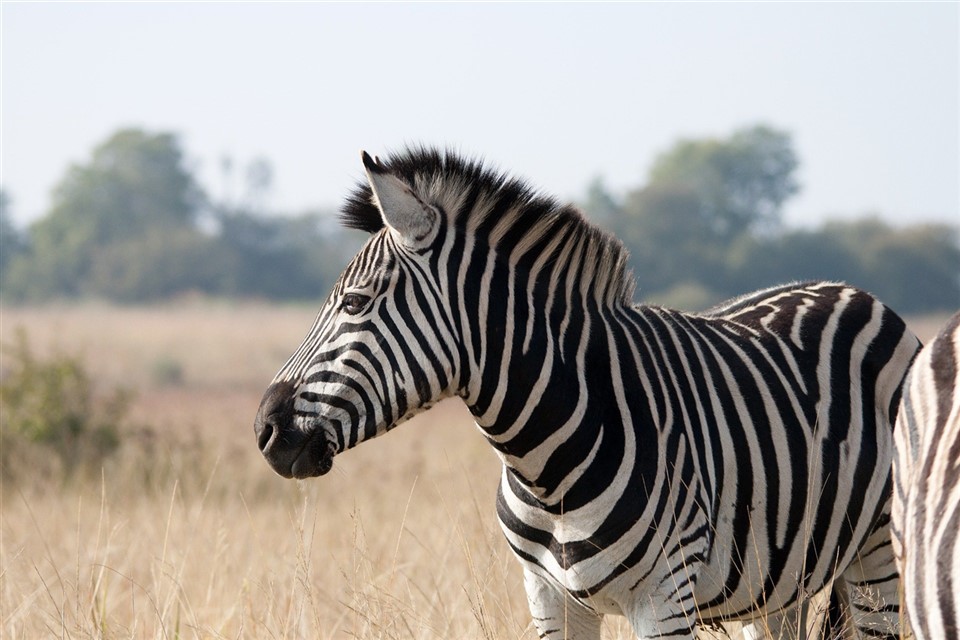 Lonely Zebra In The Savanna jigsaw puzzle