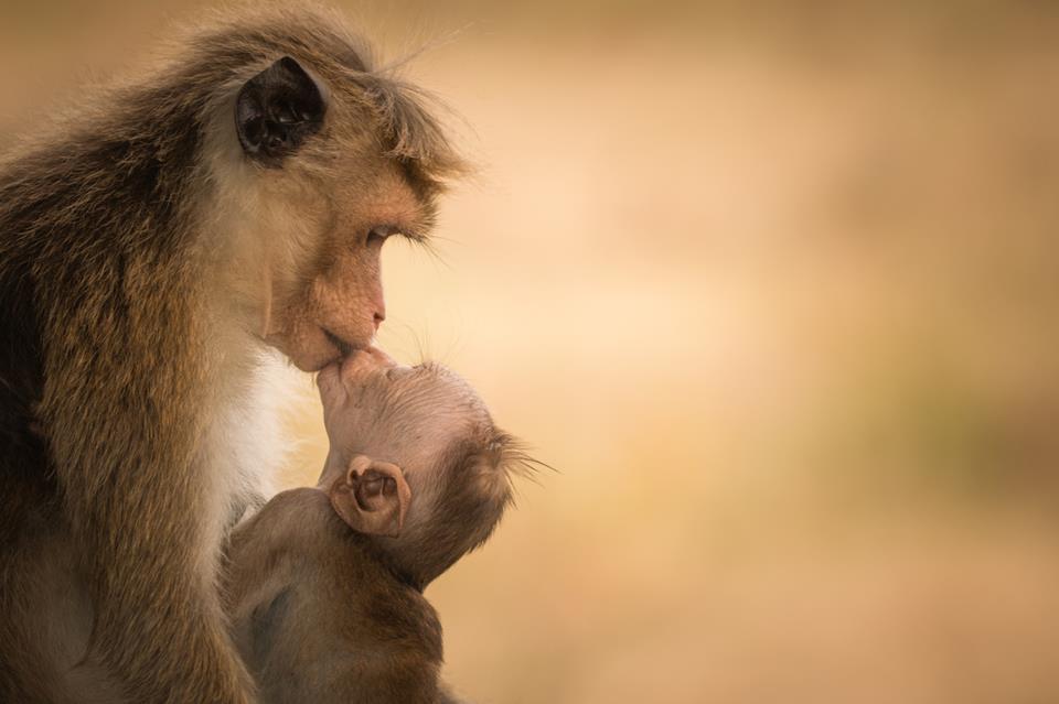 Mom and Baby Monkey jigsaw puzzle