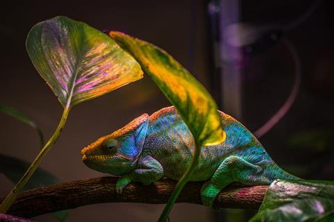 Lizard on a Branch jigsaw puzzle