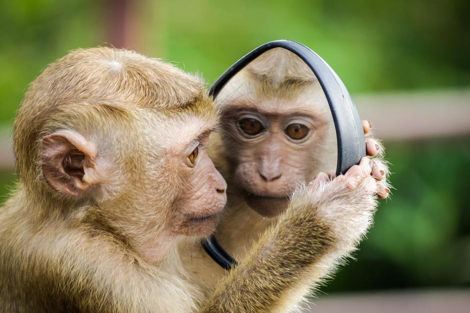 Mirrored Monkey jigsaw puzzle