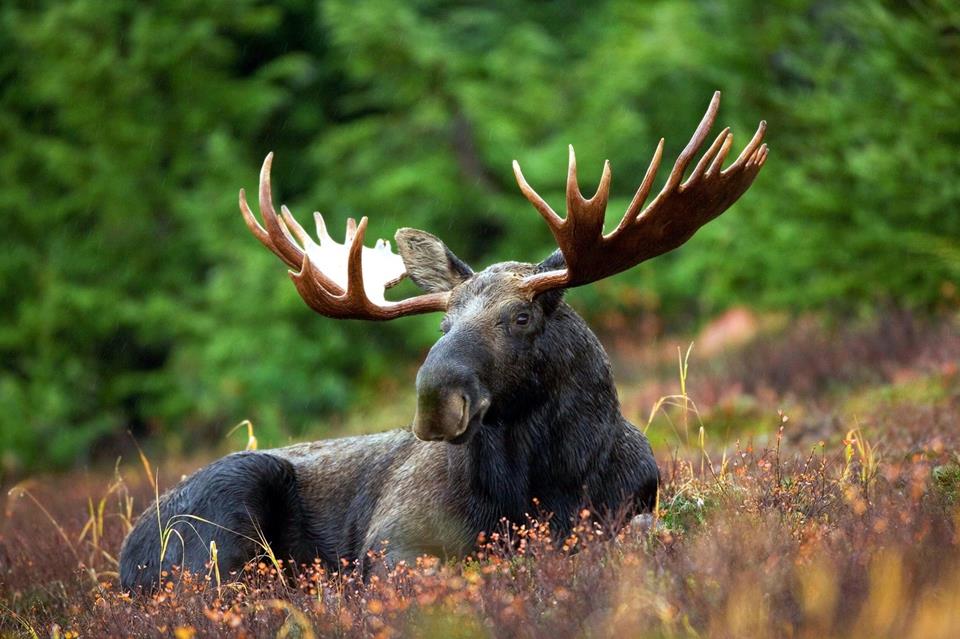Moose Resting jigsaw puzzle