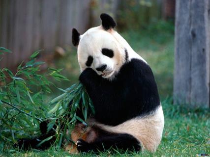 Panda Bear Snacking jigsaw puzzle