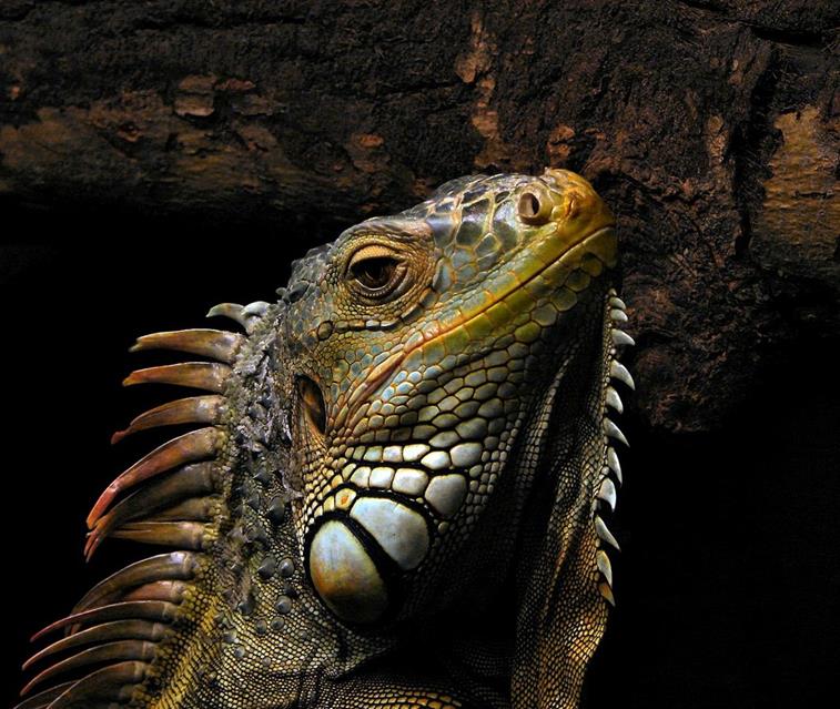 Portrait Of An Iguana jigsaw puzzle