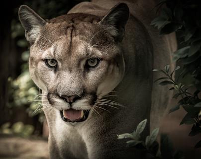 Puma jigsaw puzzle