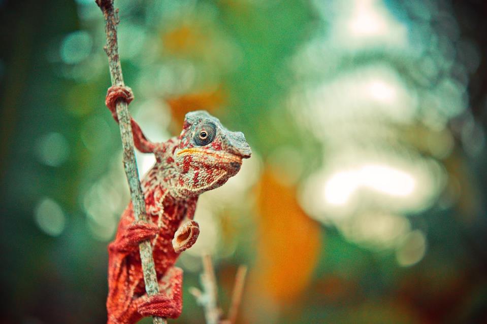 Red And Gray Reptile On Tree Branch jigsaw puzzle