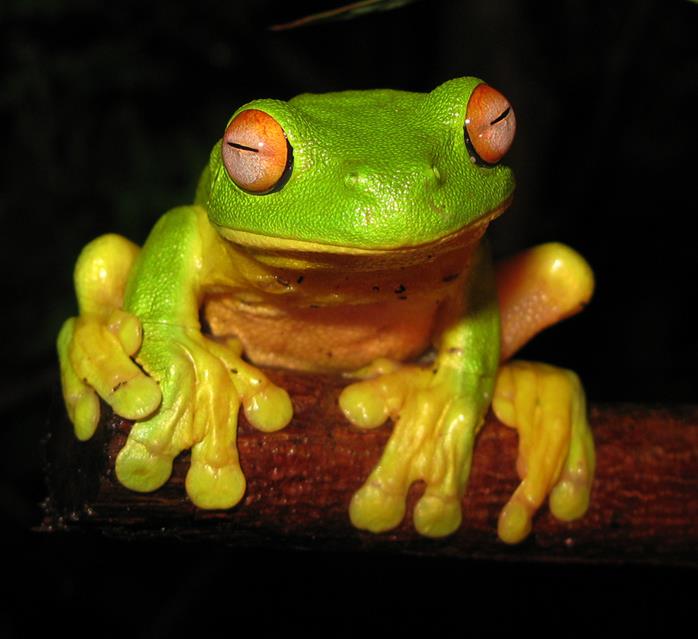 Red Eyed Tree Frog jigsaw puzzle
