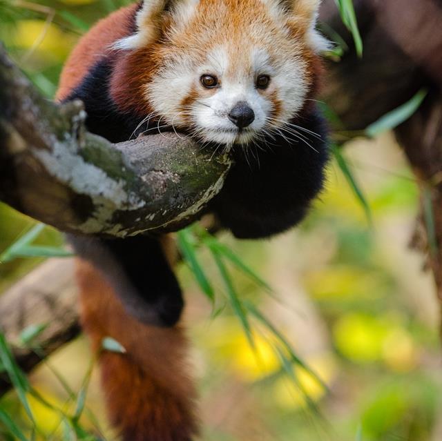 Red Panda Resting jigsaw puzzle