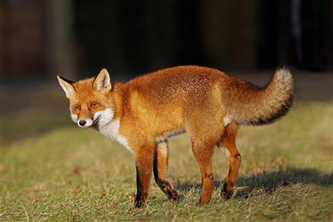 Red Fox jigsaw puzzle