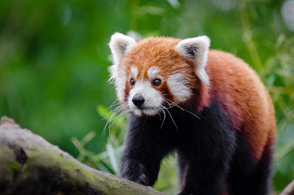 Red Panda jigsaw puzzle