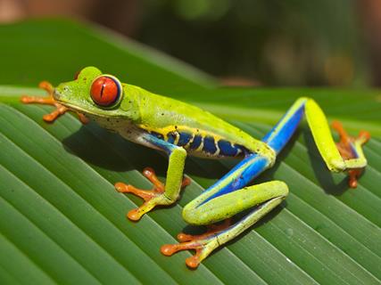 Red Eyed Tree Frog jigsaw puzzle