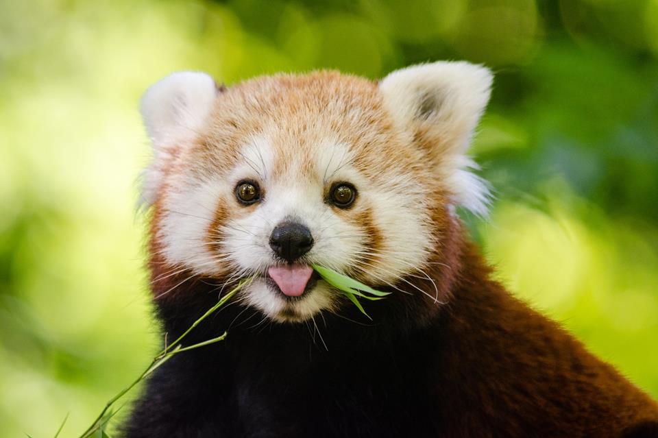 Eating Red Panda jigsaw puzzle
