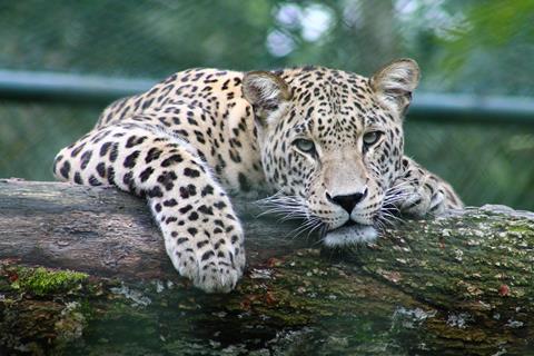 Resting Jaguar jigsaw puzzle