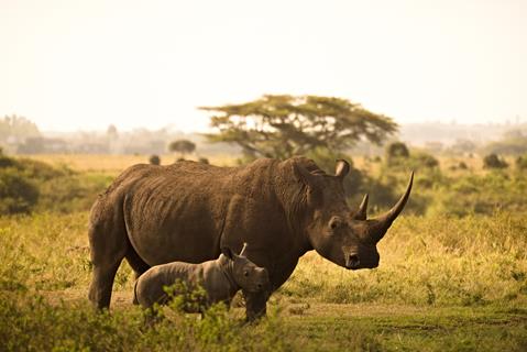 Mom and Baby Rhino jigsaw puzzle