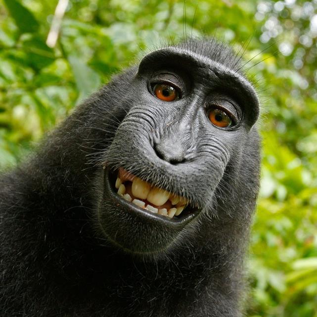 Smiling Monkey jigsaw puzzle