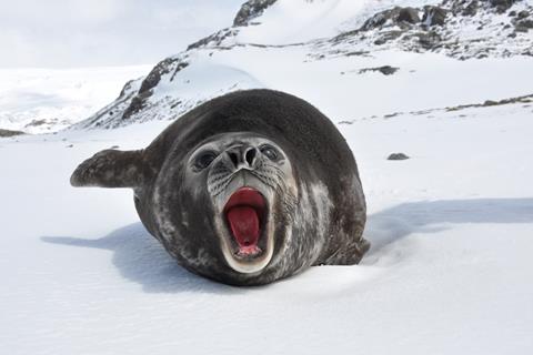Sea Lion Selfie jigsaw puzzle