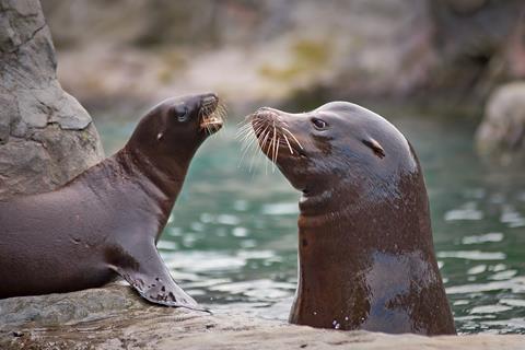 Seal Baby jigsaw puzzle