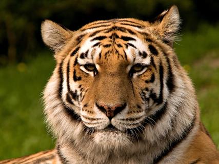 Siberian Tiger jigsaw puzzle