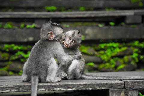 Cute Monkeys jigsaw puzzle