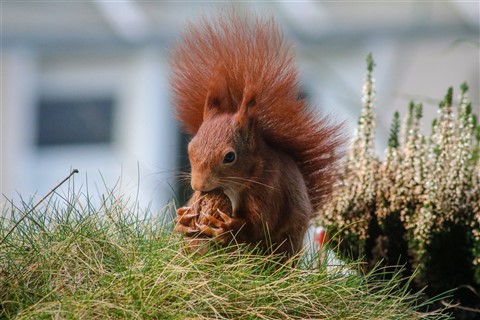Squirrel eating wallnut jigsaw puzzle