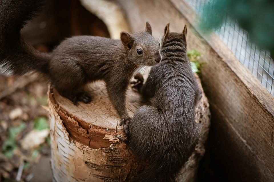 Squirrels in a cage jigsaw puzzle