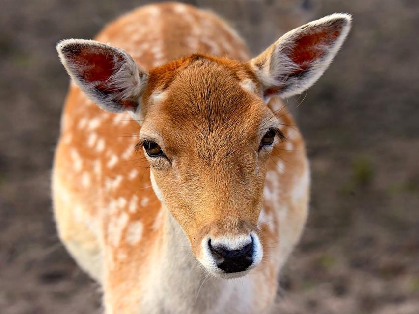 Staring Deer jigsaw puzzle