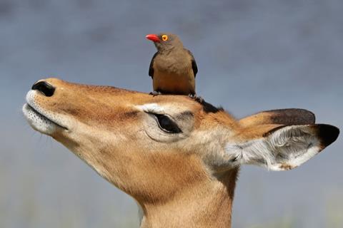 Deer and Bird jigsaw puzzle
