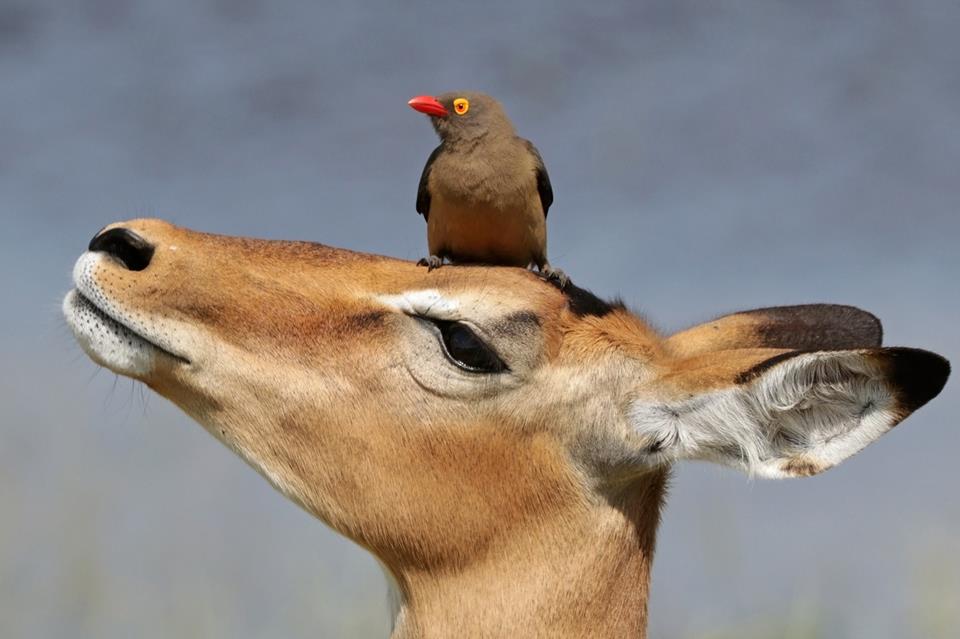 Deer and Bird jigsaw puzzle