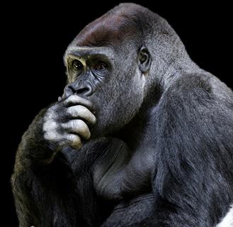Gorilla Thinking jigsaw puzzle