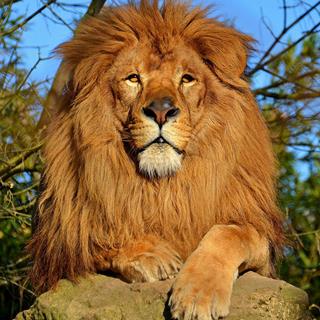The Real Lion King jigsaw puzzle