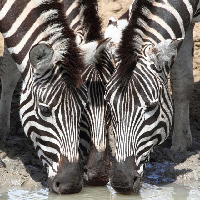 Three Zebras jigsaw puzzle