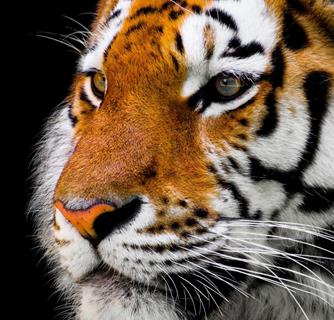 Tiger Face jigsaw puzzle