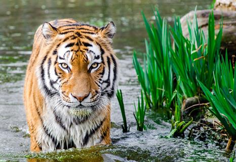 Tiger In The Water jigsaw puzzle