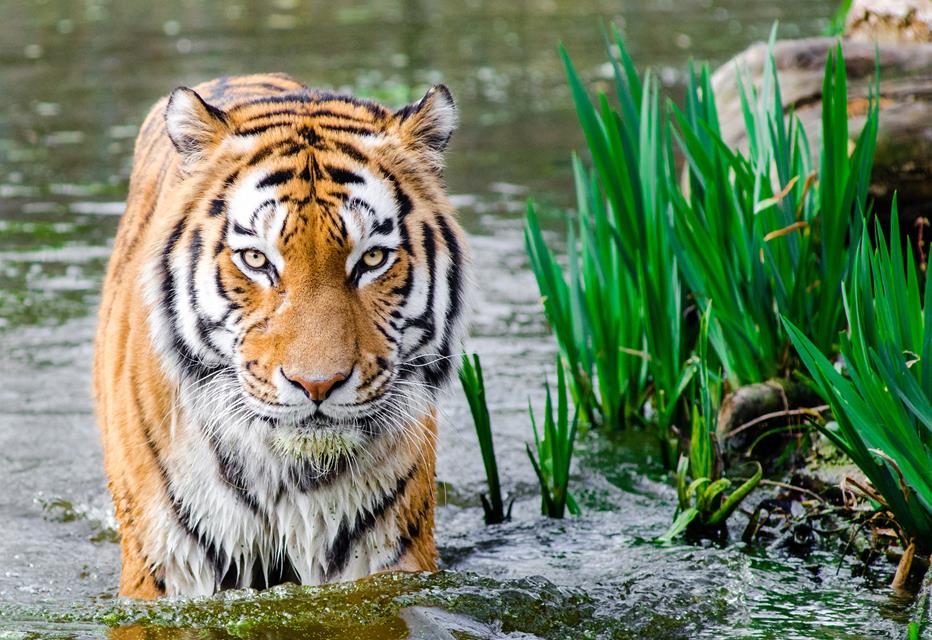 Tiger In The Water jigsaw puzzle
