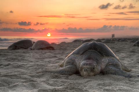 Turtle Golfina jigsaw puzzle
