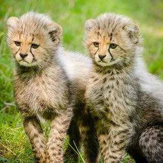 Two Cheetahs Cubs jigsaw puzzle
